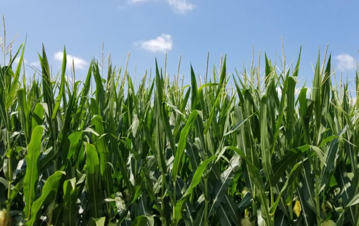 Vivid green corn tasseling in July