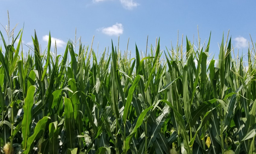 Vivid green corn tasseling in July