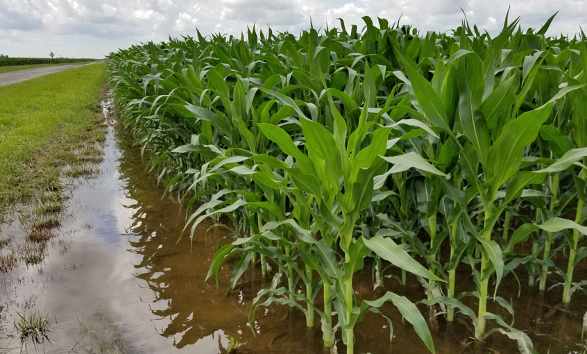 Ponded-Corn-June-2021