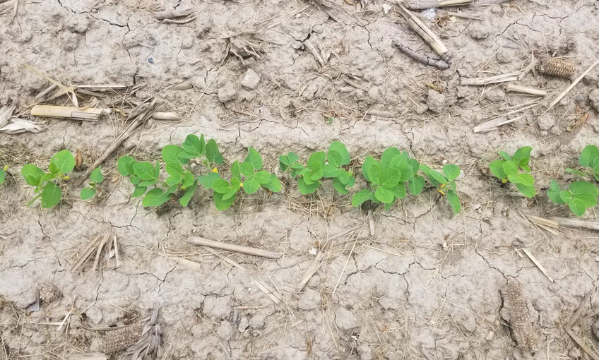 Emerging Soybeans Spring 2022