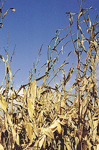 Standing_corn