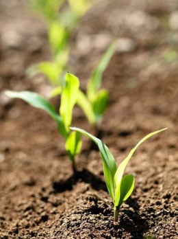 Young-Corn-Spring