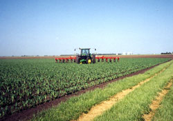 Cultivation