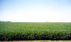 Brandenburg Farms field