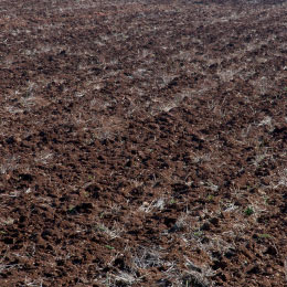 Brandenburg Fields