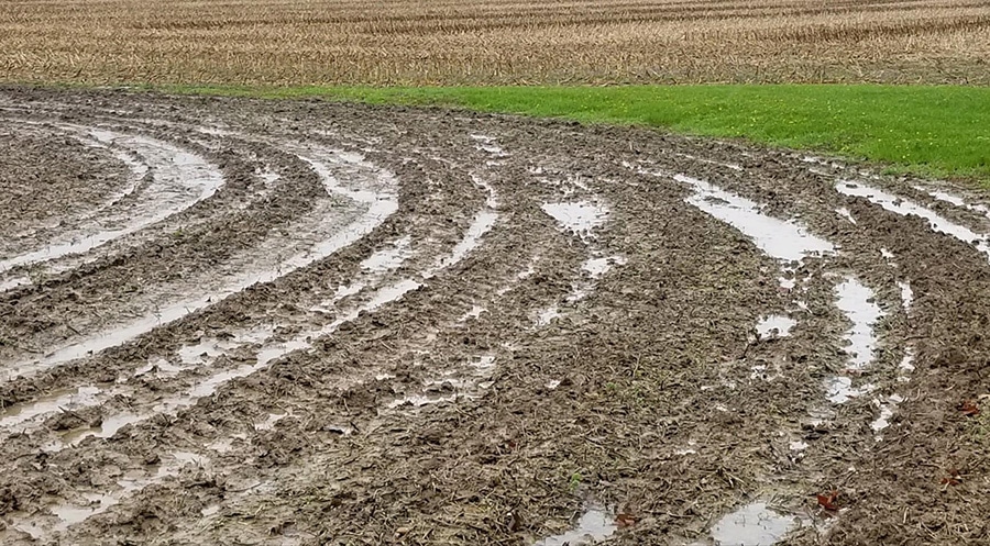 Wet-Corn-Field-Midwest-copyright-Virginia Dahms
