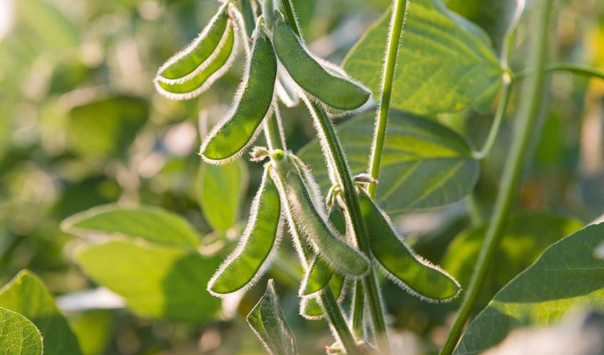 soy-bean-pods