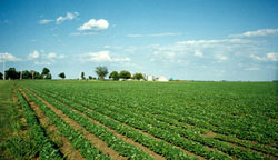 soybean field