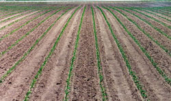 soybean field