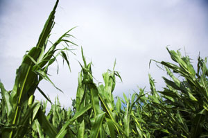 wind-destroyed-corn